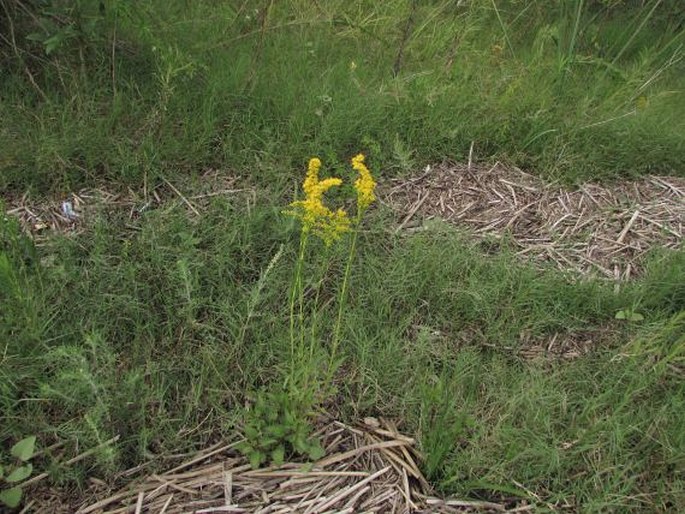 Solidago chilensis