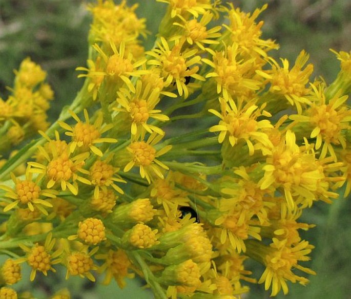 SOLIDAGO CHILENSIS Meyen - zlatobýl / zlatobyľ