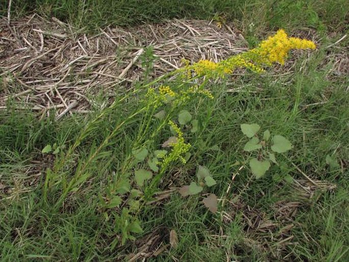 Solidago chilensis