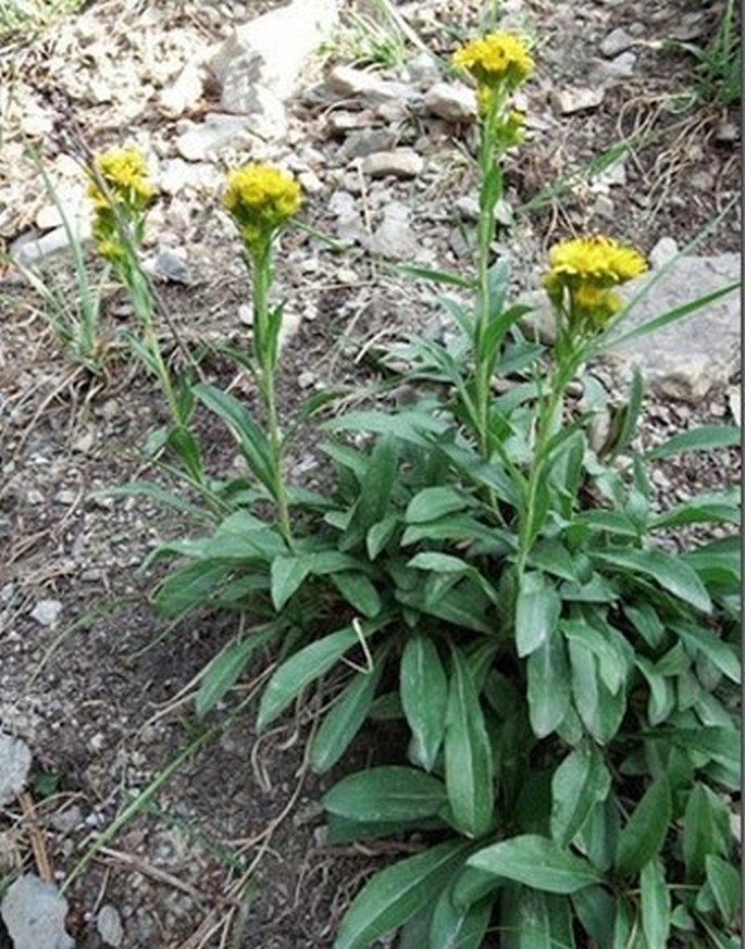 Solidago multiradiata