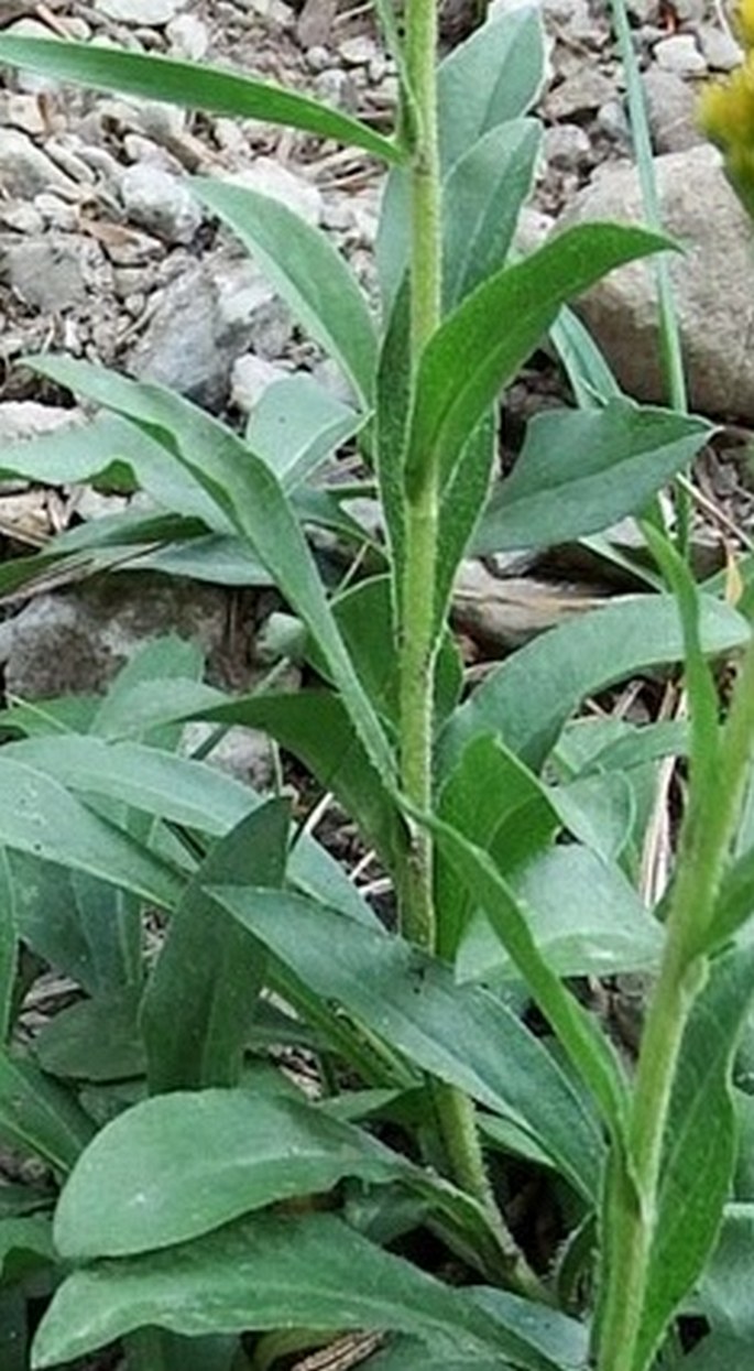 Solidago multiradiata