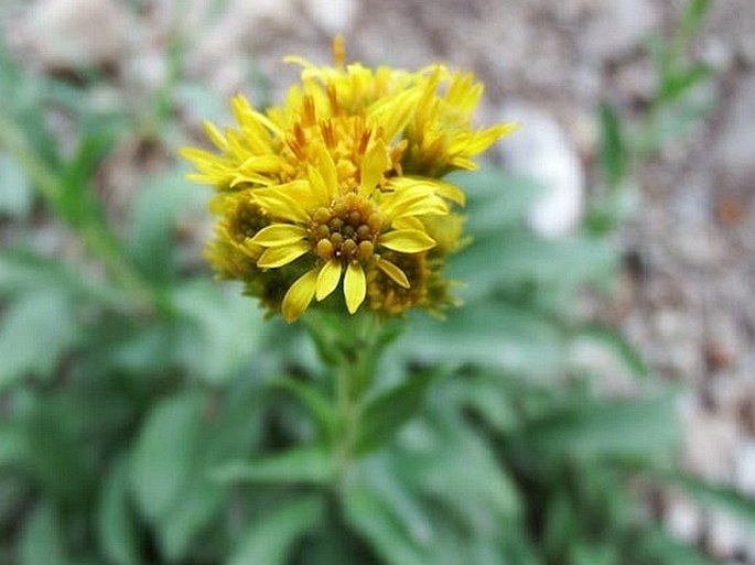 Solidago multiradiata