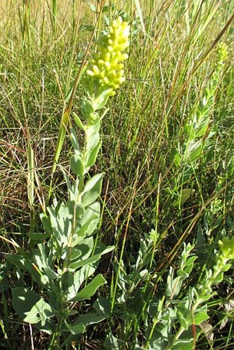 Solidago simplex