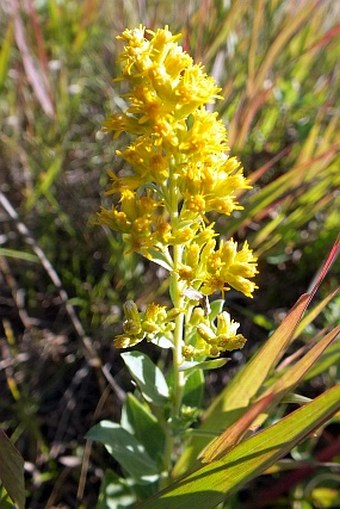 Solidago simplex