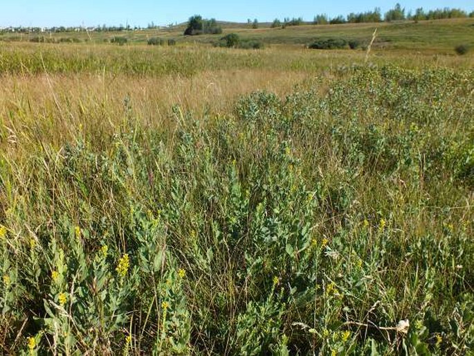 Solidago simplex