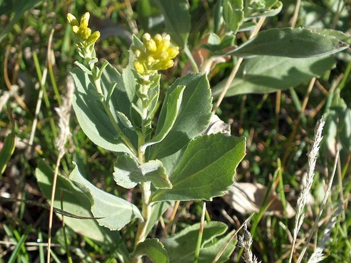 Solidago simplex