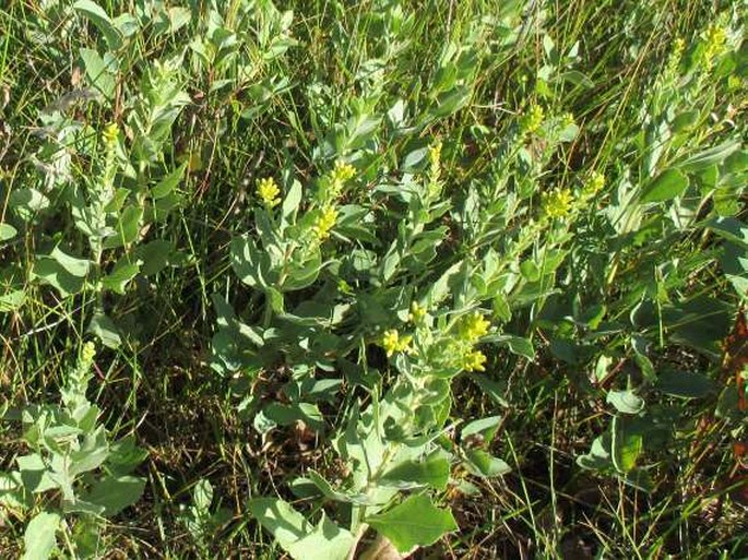 Solidago simplex