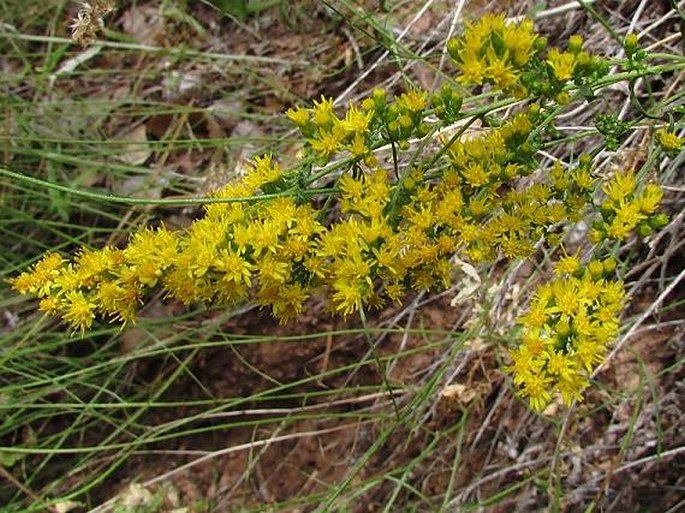 SOLIDAGO VELUTINA DC. - zlatobýl / zlatobyľ