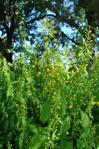 Solidago flexicaulis