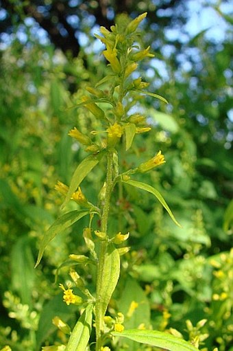 Solidago flexicaulis