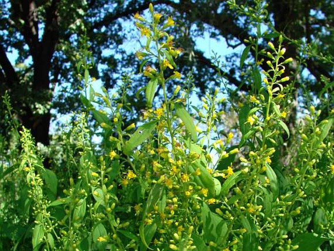 SOLIDAGO FLEXICAULIS - zlatobýl / zlatobyľ