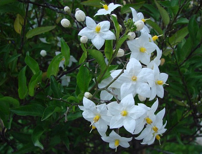 Solanum laxum