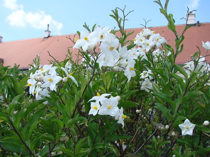 Solanum laxum