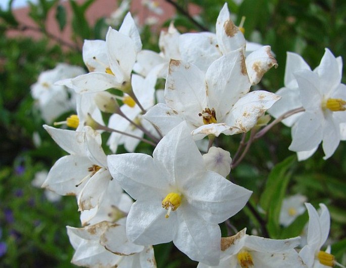 Solanum laxum