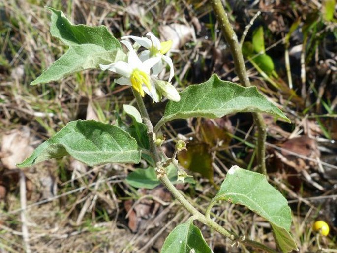 Solanum monachophyllum