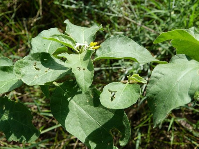 Solanum monachophyllum