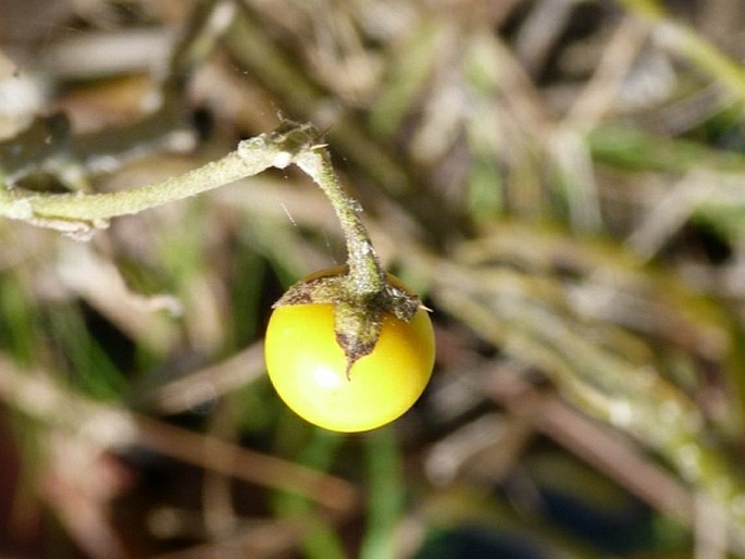 Solanum monachophyllum