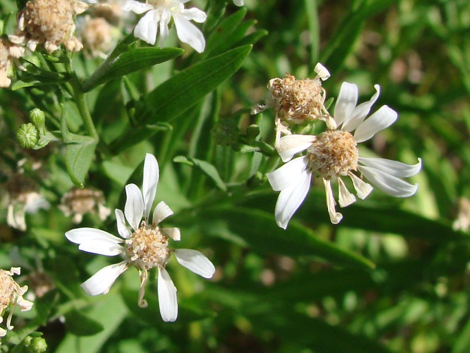 Solidago ptarmicoides