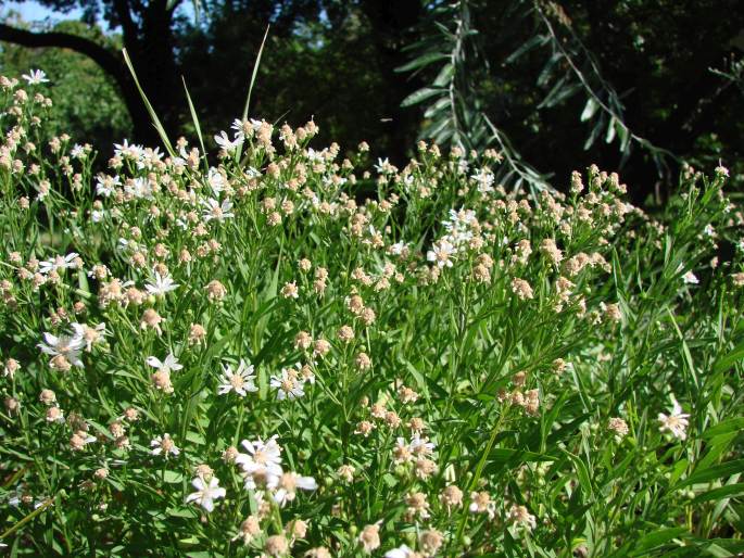 Solidago ptarmicoides