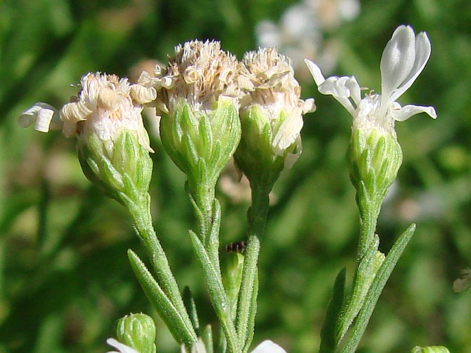 Solidago ptarmicoides