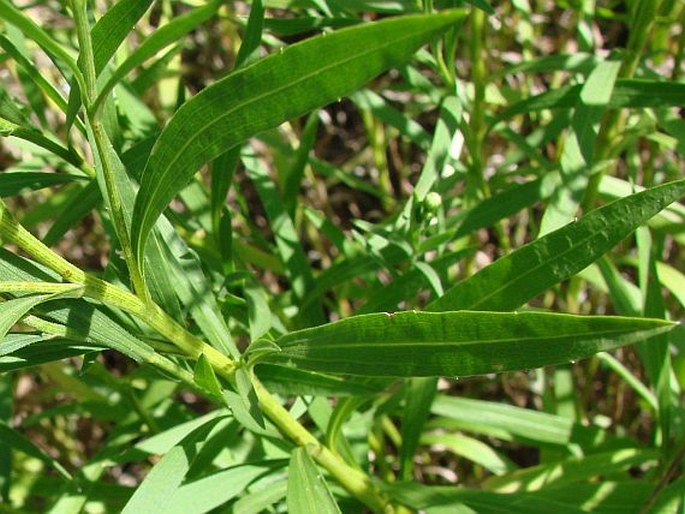 Solidago ptarmicoides