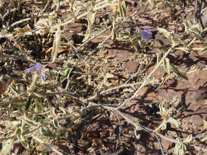 Solanum scalarium