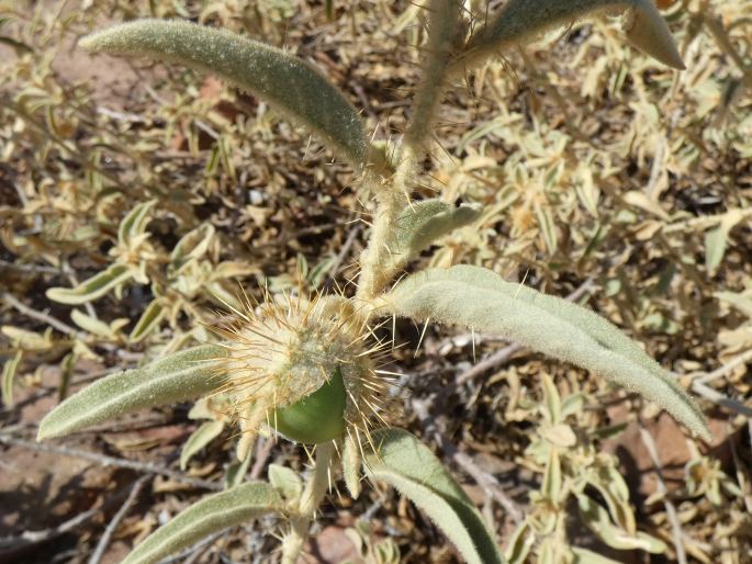 Solanum scalarium