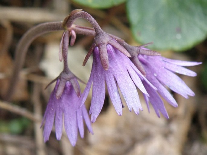 Soldanella chrysosticta subsp. serbica