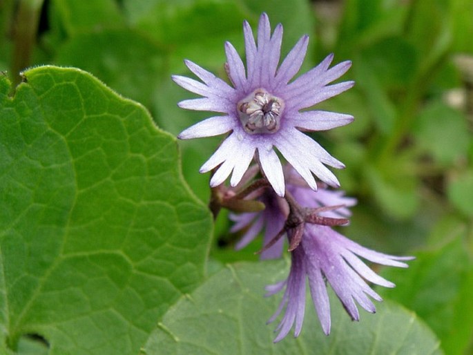 Soldanella chrysosticta subsp. serbica