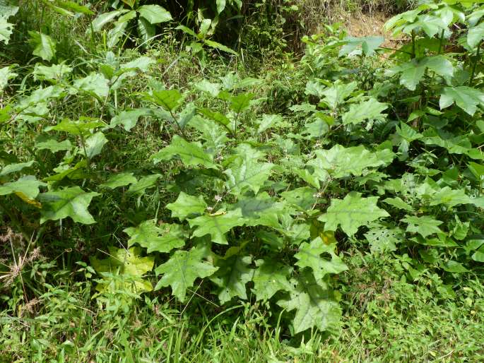 Solanum stramoniifolium