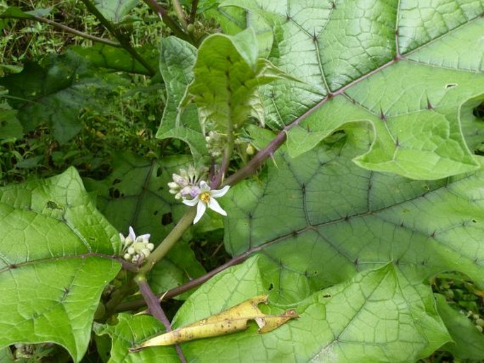 Solanum stramoniifolium