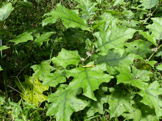 Solanum stramoniifolium