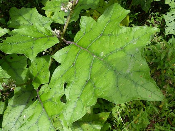 Solanum stramoniifolium