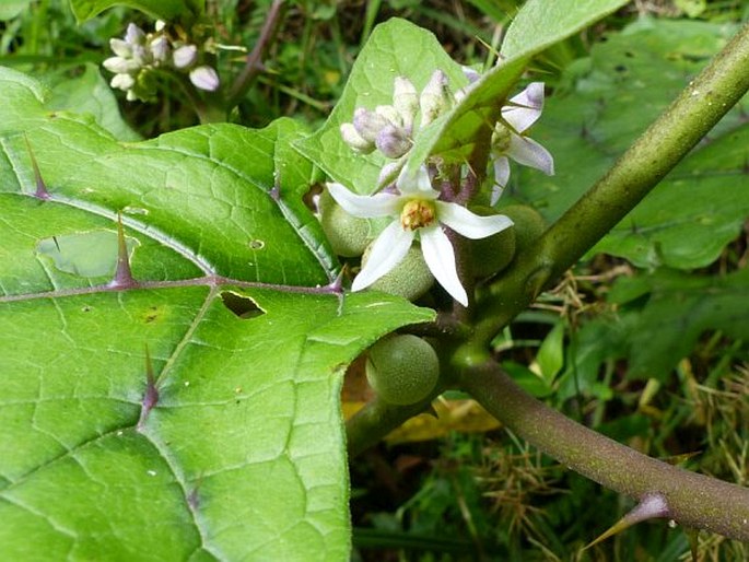 Solanum stramoniifolium