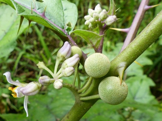 Solanum stramoniifolium