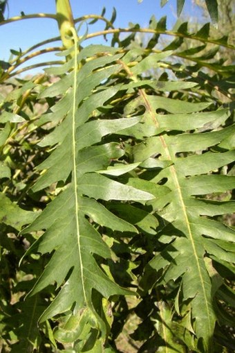 Sonchus canariensis