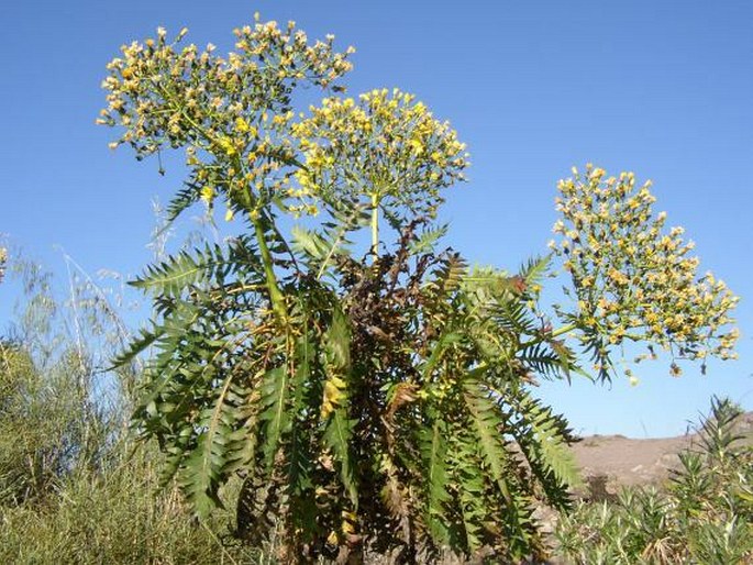 SONCHUS CANARIENSIS (Sch. Bip.) Boulos – mléč / mlieč