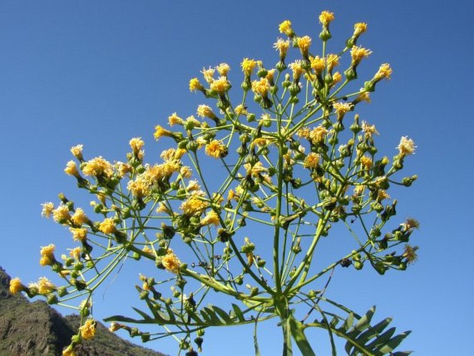 Sonchus canariensis