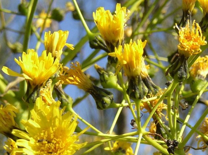 Sonchus canariensis