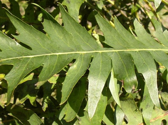 Sonchus canariensis