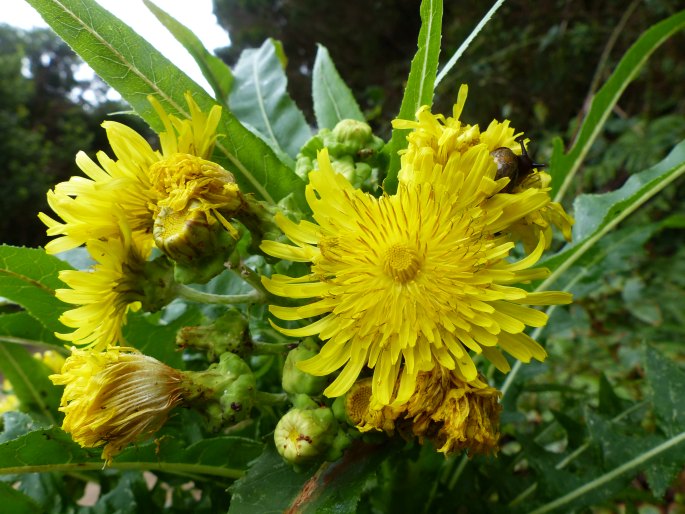 SONCHUS CONGESTUS Willd.