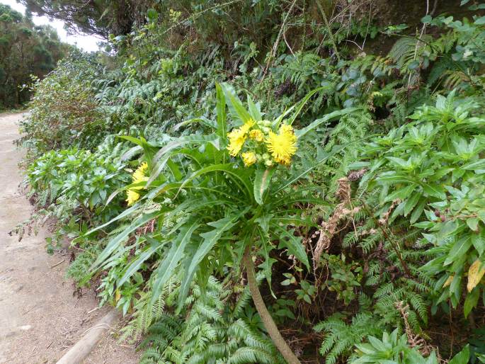 Sonchus congestus