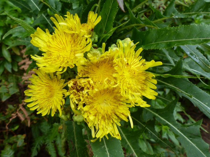 Sonchus congestus