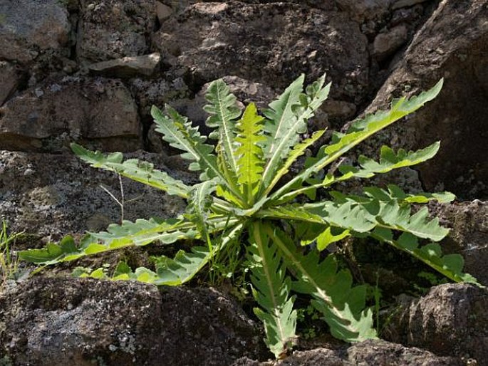 Sonchus daltonii