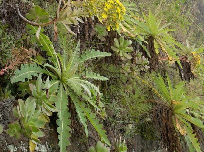 Sonchus daltonii