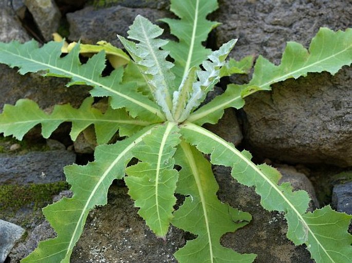 Sonchus daltonii