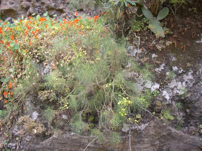 Sonchus leptocephalus