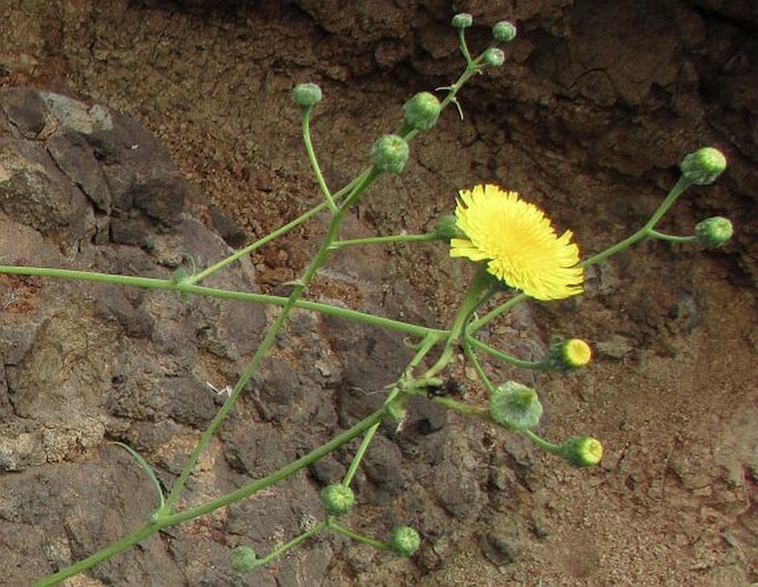 SONCHUS RADICATUS Aiton – mléč / mlieč