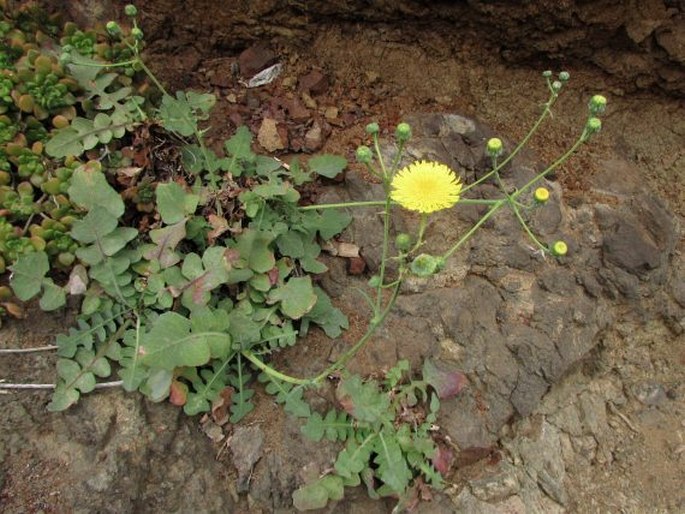 Sonchus radicatus