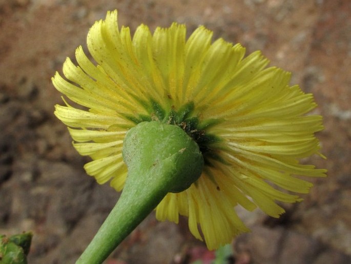 Sonchus radicatus